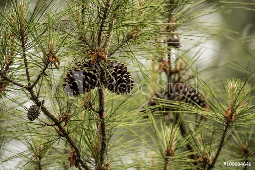 Picture of Pine Cones in Tree